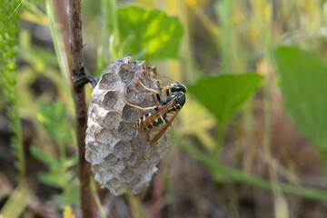 Feldwespe, Königin am Nest