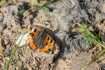Kleiner Fuchs (Aglais urticae) alt und abgeflogen