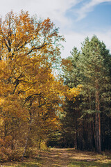 Forest where autumn and summer meet