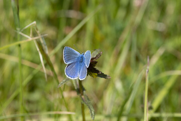 Hauhechel-Bläuling (Polyommatus icarus)