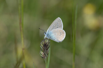 Hauhechel-Bläuling (Polyommatus icarus)