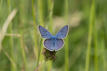 Hauhechel-Bläuling (Polyommatus icarus)