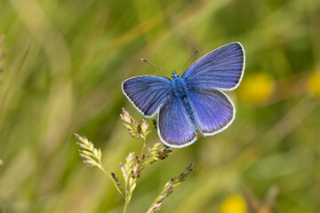 Hauhechel-Bläuling (Polyommatus icarus)