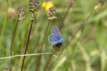 Hauhechel-Bläuling (Polyommatus icarus)