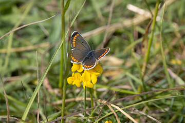 Kleine Sonnenröschen-Bläuling (Aricia agestis), auch Dunkelbrauner Bläuling oder Heidenwiesenbräunling