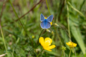 Hauhechel-Bläuling (Polyommatus icarus)