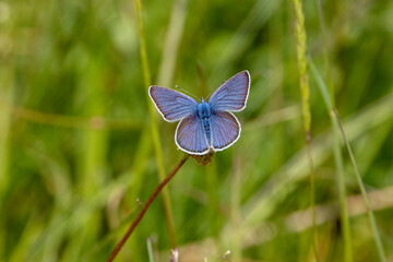 Hauhechel-Bläuling (Polyommatus icarus)