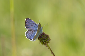 Hauhechel-Bläuling (Polyommatus icarus)