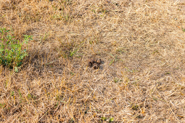 A pile of dog feces on a dried up green area