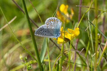 Hauhechel-Bläuling (Polyommatus icarus)