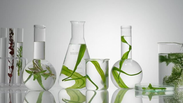 Various types of laboratory glassware filled with transparent liquid and seaweed in red and green color. Seaweed contains a range of minerals