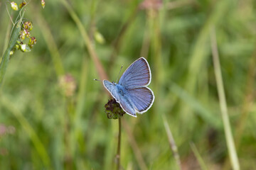 Hauhechel-Bläuling (Polyommatus icarus)