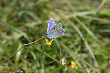 Hauhechel-Bläuling (Polyommatus icarus)