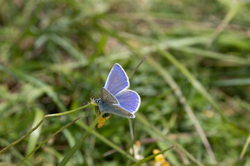 Hauhechel-Bläuling (Polyommatus icarus)