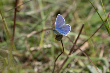 Hauhechel-Bläuling (Polyommatus icarus)