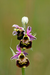 Hummel-Ragwurz (Ophrys holoserica)