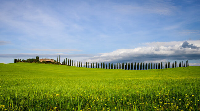 Villa in Tuscany with a long row of cypress trees