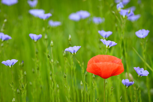 Red Poppy in a field of purple flax flowers