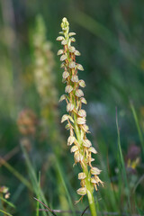 Ohnhorn (Orchis anthropophora)