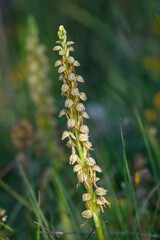 Ohnhorn (Orchis anthropophora)
