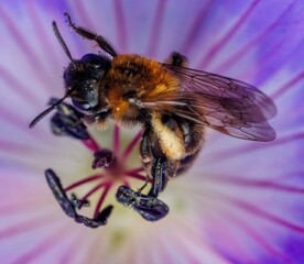 bee on a flower