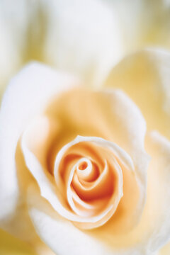 Macro sur les pétales en coeur d'une rose jaune - Arrière plan aux couleurs pastels
