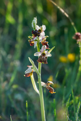 Hummel-Ragwurz (Ophrys holoserica)