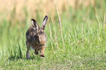 European Brown Hare Lepus europaeus with long ears, in grass