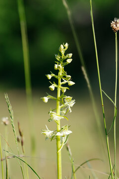 Gr&uuml;nliche Waldhyazinthe (Platanthera chlorantha), auch Gr&uuml;nlich-Waldhyazinthe oder Berg-Waldhyazinthe