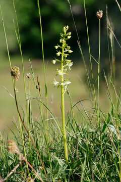 Gr&uuml;nliche Waldhyazinthe (Platanthera chlorantha), auch Gr&uuml;nlich-Waldhyazinthe oder Berg-Waldhyazinthe