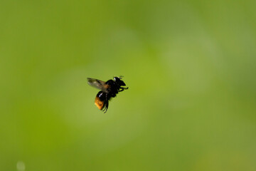Hummel-Waldschwebfliege (Volucella bombylans)