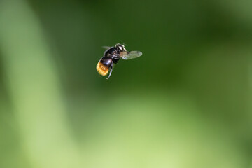 Hummel-Waldschwebfliege (Volucella bombylans)
