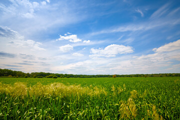 young green wheat sprouts agricultural field, bright spring landscape on a sunny day, blue sky as background