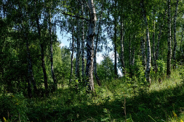 A sunny day in a dense forest in summer
