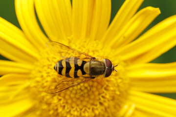 fly on flower