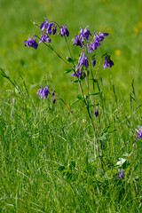 Gemeine Akelei oder Gewöhnliche Akelei (Aquilegia vulgaris), auch Wald-Akelei