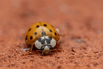 ladybird