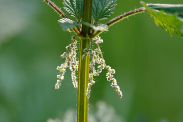 Brennnessel (Urtica) © Lothar Lenz