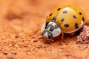 ladybird