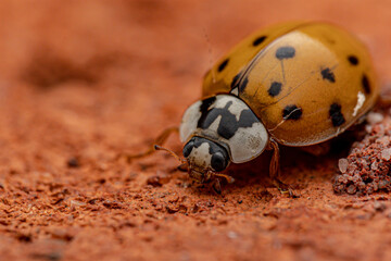 ladybird