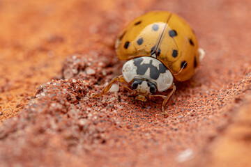 ladybird