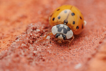 ladybug