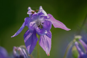 Gemeine Akelei oder Gewöhnliche Akelei (Aquilegia vulgaris), auch Wald-Akelei © Lothar Lenz