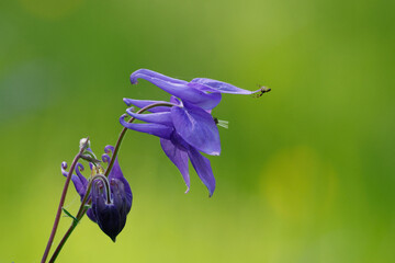 Gemeine Akelei oder Gewöhnliche Akelei (Aquilegia vulgaris), auch Wald-Akelei © Lothar Lenz
