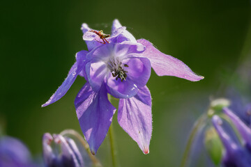 Gemeine Akelei oder Gewöhnliche Akelei (Aquilegia vulgaris), auch Wald-Akelei © Lothar Lenz