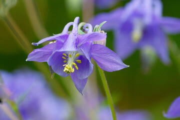 Gemeine Akelei oder Gewöhnliche Akelei (Aquilegia vulgaris), auch Wald-Akelei