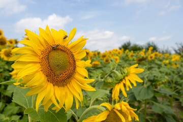 Beautiful sunflowers. field of sunflowers at sunset.
