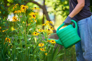 Woman gardening. Female watering flowers in her backyard on summer day.