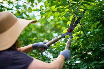 Female gardener trimming plants using hedge shears professional scissors