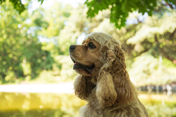 Obraz premium American spaniel, concept of pet and best friend - dog